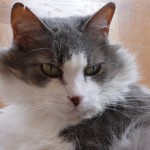 This is a test Cat